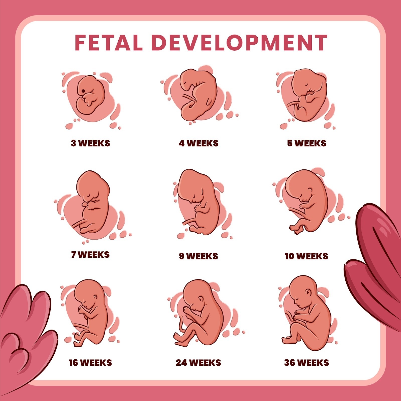 fetal development